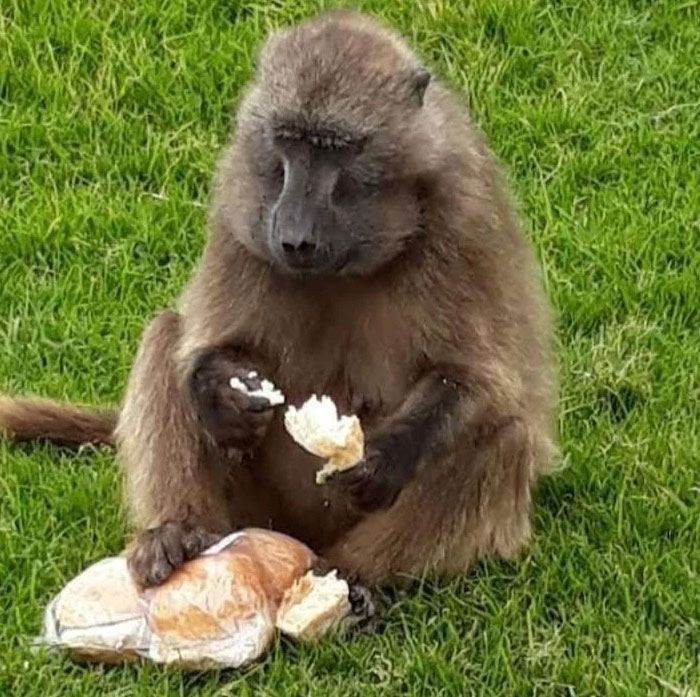 A baboon sitting on green grass, meticulously eating bread. One of the coolest animal photos for good vibes.