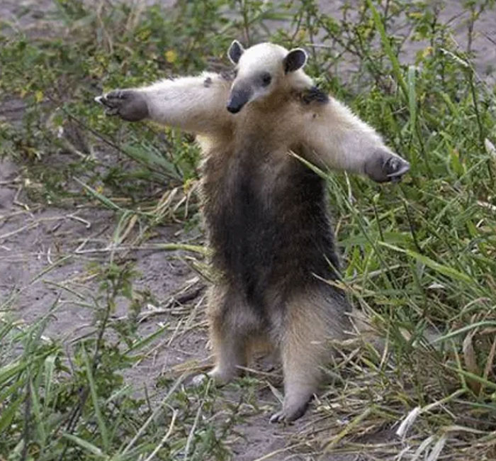 A furry anteater stands on its hind legs with arms outstretched, an animal photo bringing good vibes.