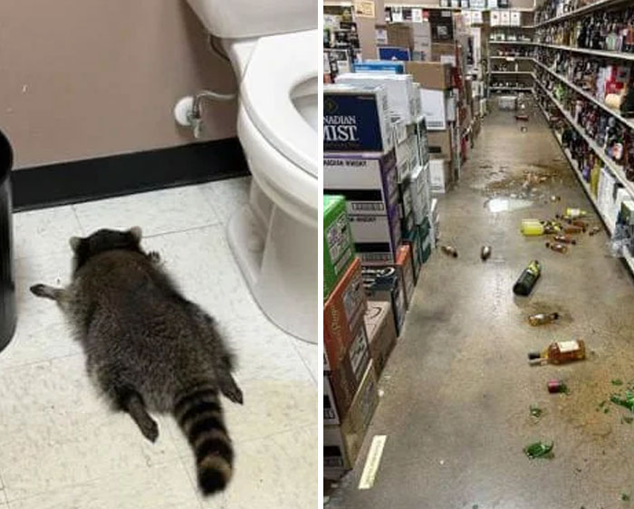 A raccoon lying on the floor next to a toilet, and a store aisle littered with broken bottles. Animal photos for good vibes.