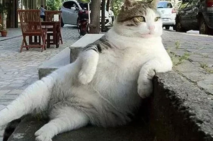 A very fat, fluffy white cat with brown markings lies stretched out on a concrete ledge, posing like a model. Animal Photos.