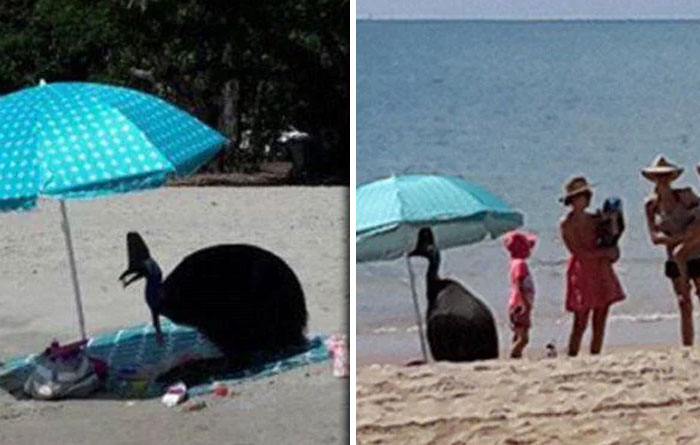 A cassowary bird relaxing under a beach umbrella, then joining a family on the shore. Coolest animal photos for good vibes.