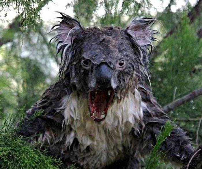 A wet, angry koala with mouth open, showcasing its teeth. One of many cool animal photos.