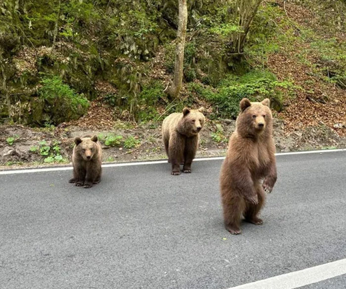 Three brown bears, a cub, a larger bear, and one standing on its hind legs, on a paved road. Coolest animal photos.