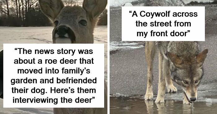 54 People From Different Nations Share Their Coolest Animal Photos For Your Good Vibes Today