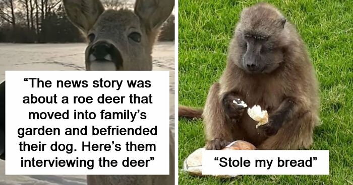 54 People From Different Nations Share Their Coolest Animal Photos For Your Good Vibes Today
