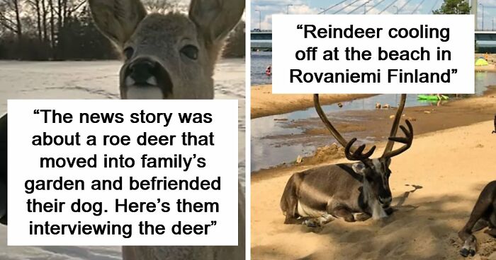 54 People From Different Nations Share Their Coolest Animal Photos For Your Good Vibes Today