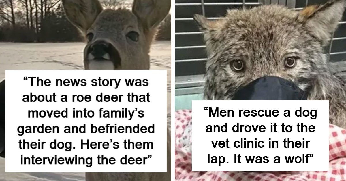 54 People Shared The Funniest Animal Photos From Their Countries, Much To Everyone’s Delight