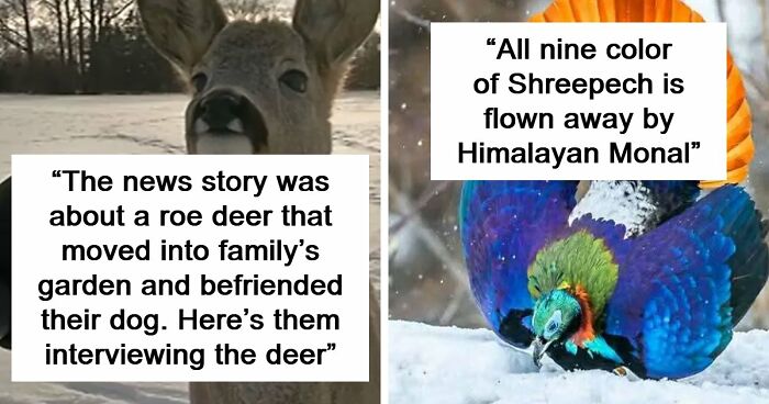 54 People From Different Nations Share Their Coolest Animal Photos For Your Good Vibes Today
