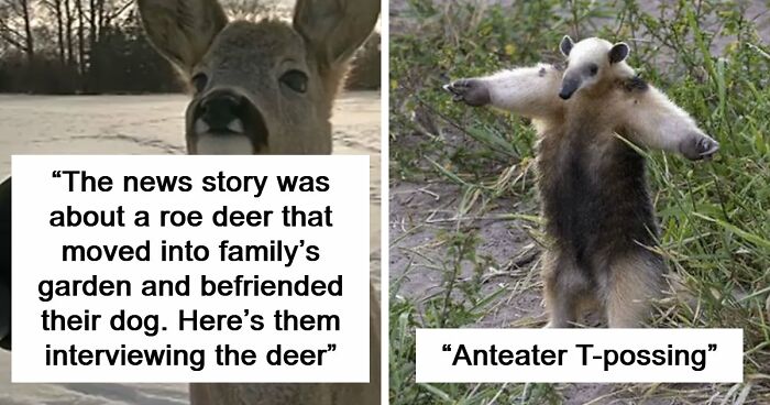 54 People From Different Nations Share Their Coolest Animal Photos For Your Good Vibes Today