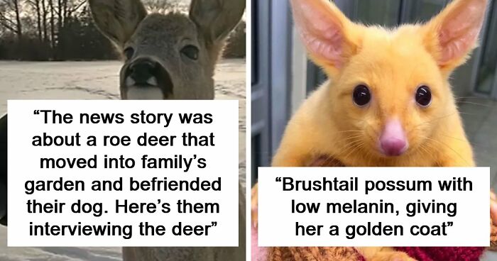 54 People From Different Nations Share Their Coolest Animal Photos For Your Good Vibes Today