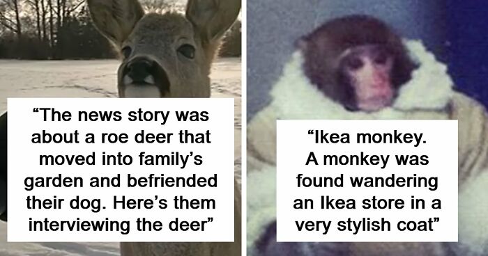 54 People From Different Nations Share Their Coolest Animal Photos For Your Good Vibes Today