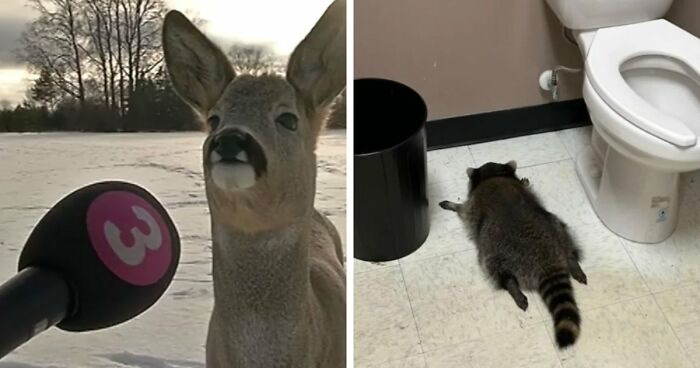 54 People From Different Nations Share Their Coolest Animal Photos For Your Good Vibes Today