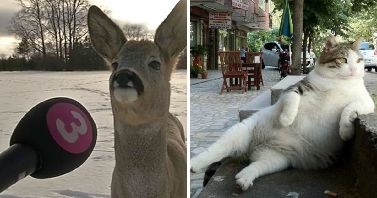 23 Personas compartieron las fotos de animales más divertidas de sus países