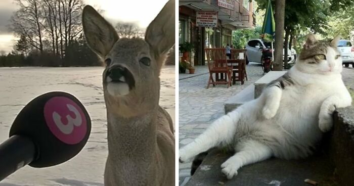 54 People From Different Nations Share Their Coolest Animal Photos For Your Good Vibes Today