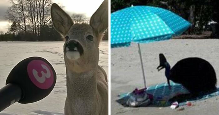 54 People From Different Nations Share Their Coolest Animal Photos For Your Good Vibes Today
