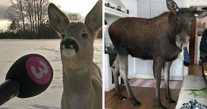54 People From Different Nations Share Their Coolest Animal Photos For Your Good Vibes Today