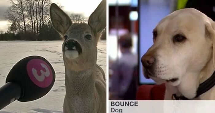 54 People From Different Nations Share Their Coolest Animal Photos For Your Good Vibes Today