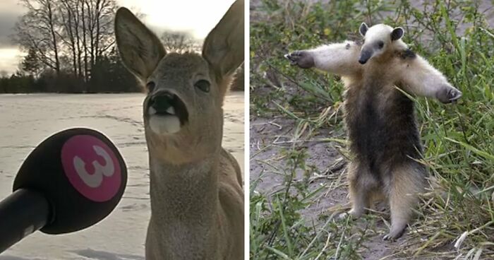54 People From Different Nations Share Their Coolest Animal Photos For Your Good Vibes Today