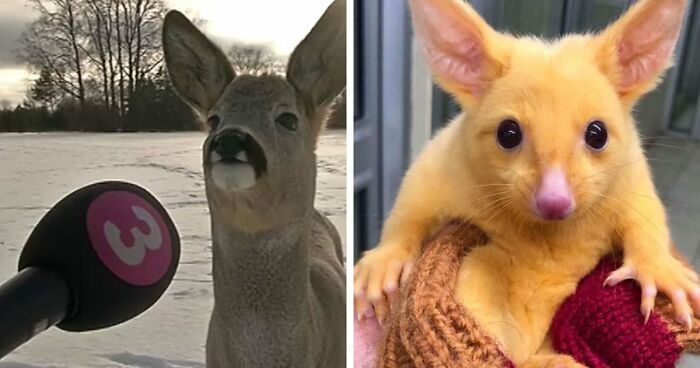 54 People From Different Nations Share Their Coolest Animal Photos For Your Good Vibes Today