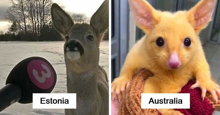 54 People From Different Nations Share Their Coolest Animal Photos For Your Good Vibes Today