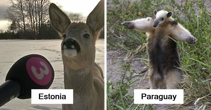 54 People From Different Nations Share Their Coolest Animal Photos For Your Good Vibes Today