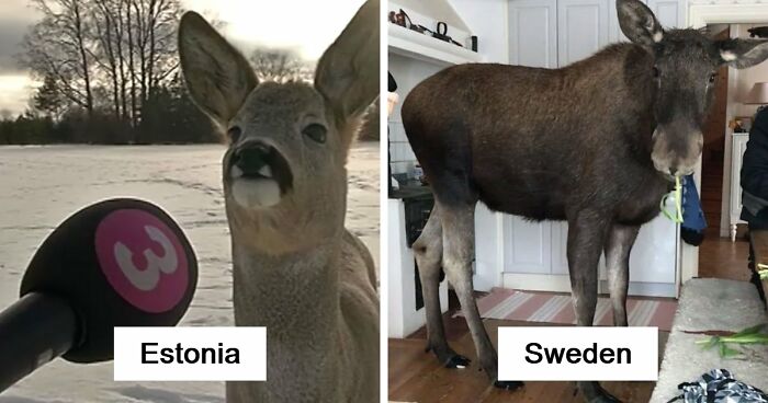 54 People From Different Nations Share Their Coolest Animal Photos For Your Good Vibes Today