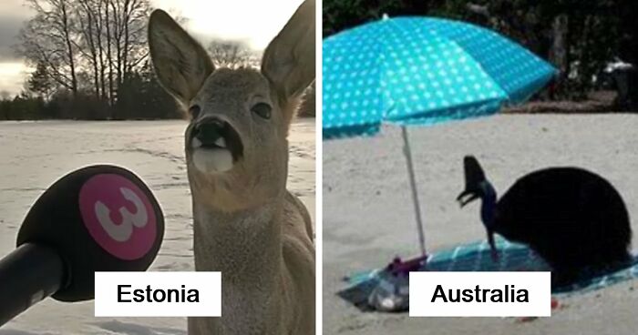 54 People From Different Nations Share Their Coolest Animal Photos For Your Good Vibes Today