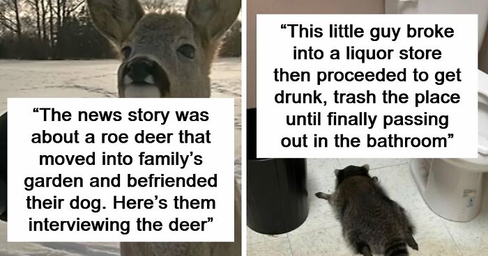 54 People From Different Nations Share Their Coolest Animal Photos For Your Good Vibes Today