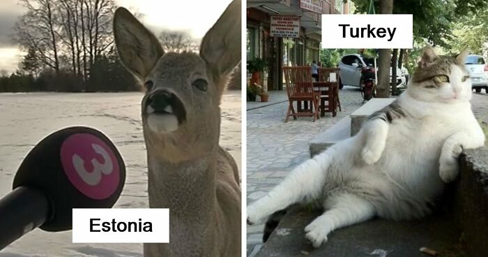 54 People From Different Nations Share Their Coolest Animal Photos For Your Good Vibes Today