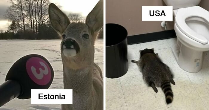 54 People From Different Nations Share Their Coolest Animal Photos For Your Good Vibes Today