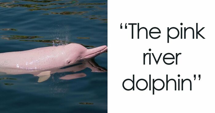 54 People From Different Nations Share Their Coolest Animal Photos For Your Good Vibes Today