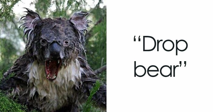 54 People From Different Nations Share Their Coolest Animal Photos For Your Good Vibes Today