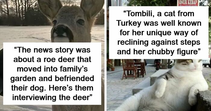 54 People From Different Nations Share Their Coolest Animal Photos For Your Good Vibes Today