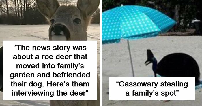 54 People From Different Nations Share Their Coolest Animal Photos For Your Good Vibes Today