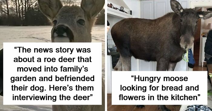 54 People From Different Nations Share Their Coolest Animal Photos For Your Good Vibes Today