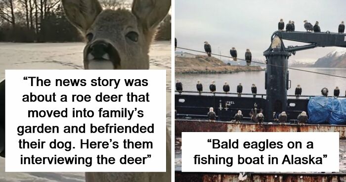 54 People From Different Nations Share Their Coolest Animal Photos For Your Good Vibes Today