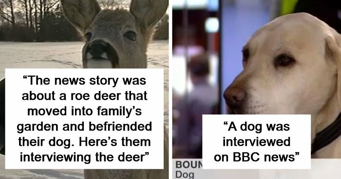 54 People From Different Nations Share Their Coolest Animal Photos For Your Good Vibes Today
