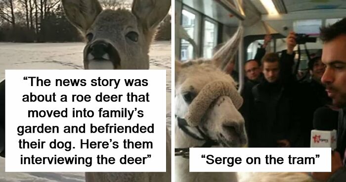 54 People From Different Nations Share Their Coolest Animal Photos For Your Good Vibes Today