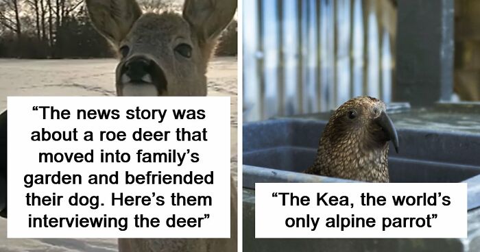 54 People From Different Nations Share Their Coolest Animal Photos For Your Good Vibes Today