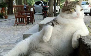 54 People Shared The Funniest Animal Photos From Their Countries, Much To Everyone’s Delight
