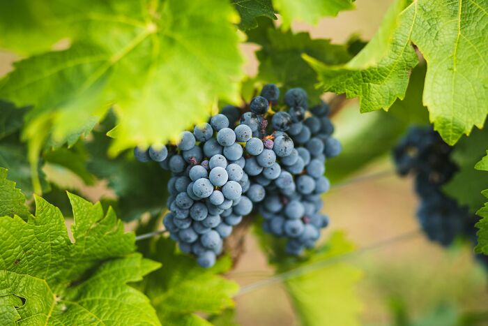 Close-up of ripe grapes on a vine surrounded by green leaves, illustrating childhood moments and survival instincts.
