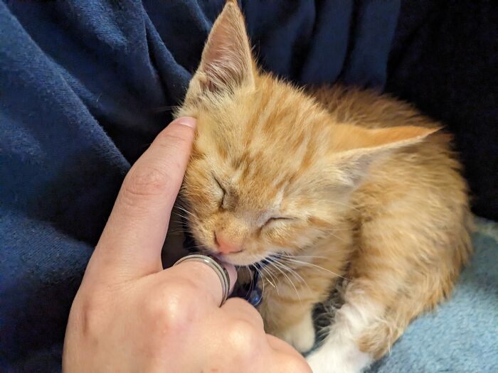 Close-up of an orange tabby kitten resting with eyes closed while a hand gently pets it on a dark blue blanket.