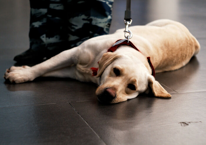K-9 Beagle da alfândega dos EUA se torna uma sensação viral depois de pegar um passageiro com 100 sanduíches