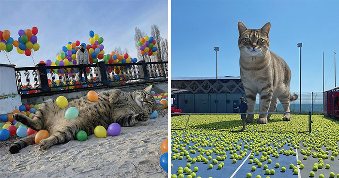 This Artist’s Giant Cat Photoshop Series Returns With 26 New Pics