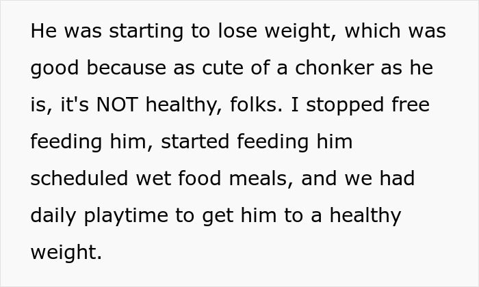 Text about a woman caring for a cute senior cat, managing feeding and playtime to improve his health.