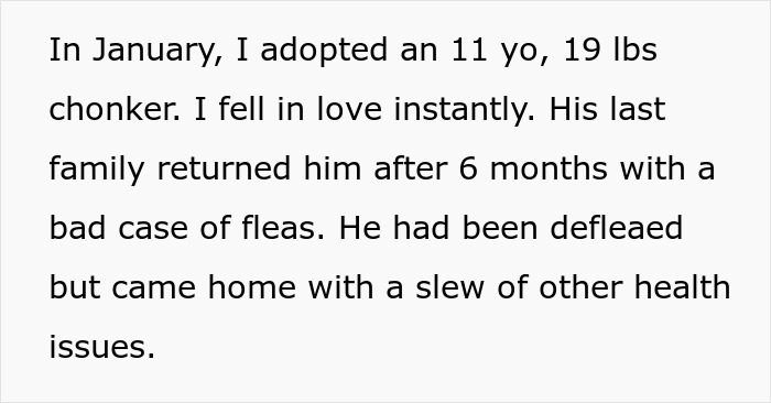 Alt text: Senior cat adoption leads to unexpected tapeworm infestation and costly health problems for new owner