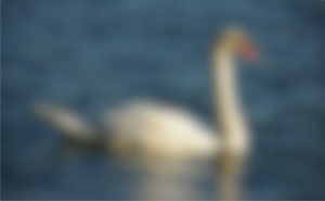 See If Your Eyesight Is Better Than Average By Naming 29 Blurry Objects