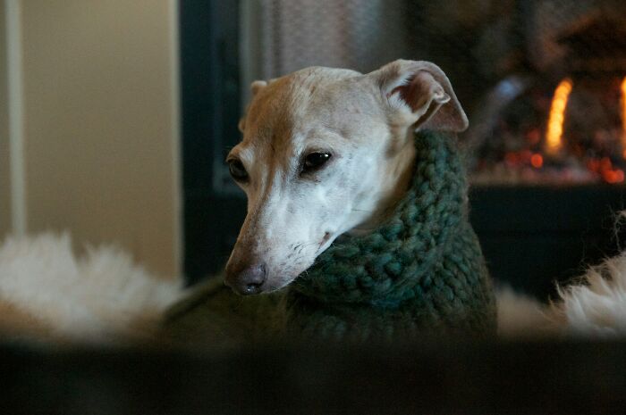 A whippet dog in a green knitted sweater looking suspiciously like humans, sitting by a fireplace.