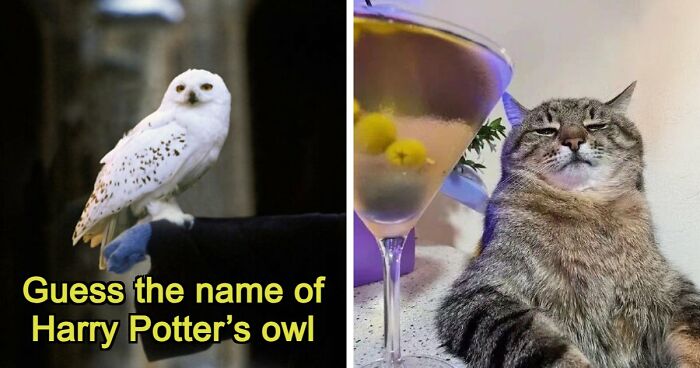 From Harry Potter To Victor Hugo: Test Your General Knowledge With 37 Pub Questions