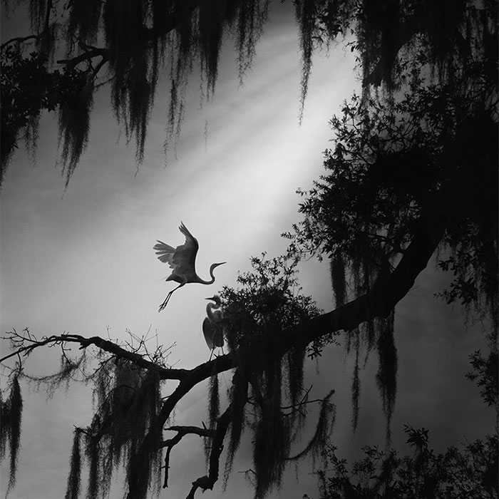30 Most Beautiful Bird Photos In The Wild Captured By This Florida-Based Photographer